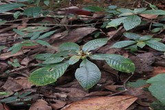 Rhynchotechum permolle